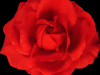 red-rose-flower